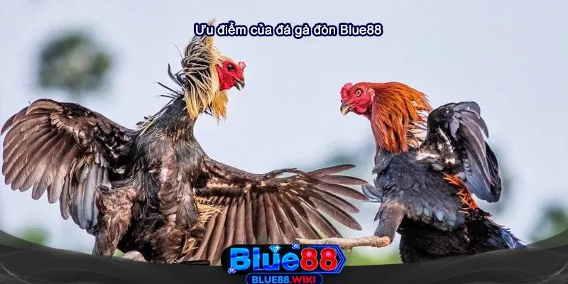Những ưu điểm của đá gà đòn tại Blue88